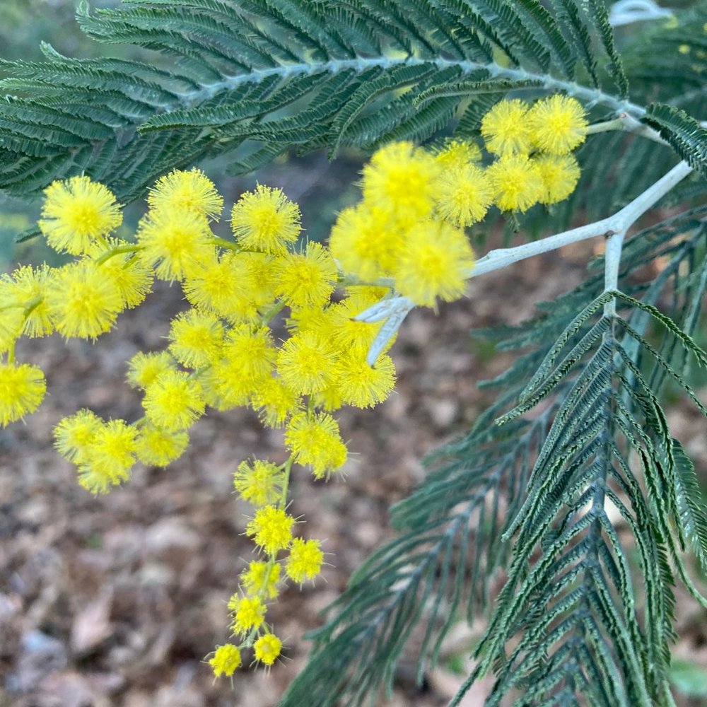 Meet your Posher, Mila